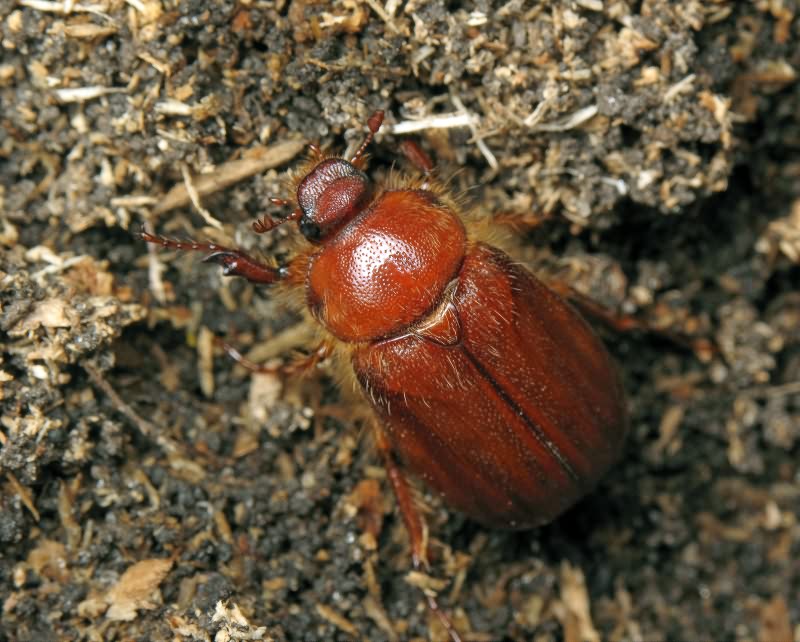 Holochelus aequinoctialis (Herbst, 1790)